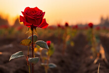 Vast Field, Kissed By The Golden Rays Of The Setting Sun, Bloomed A Solitary Red Rose. Its Slender Stem Stood Tall And Proud,AI Generated