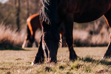 Poster - Brown horse in the dry grass field on a sunny day