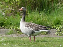 Beautiful Gray Goose (Anser Anser) In A Lush Garden