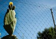 Cactus plant against a star picket fence with a powdery blue sky in the backdrop.