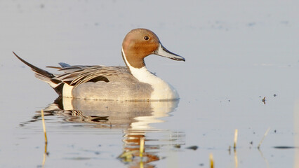 Wall Mural - Northern pintail bird in breeding plumage Anas acuta