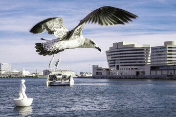 Sticker - Closeup of a beautiful seagull in flight over a tranquil beach in Barcelona, Spain