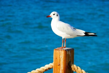 Wall Mural - Black-headed gull stands on wooden fence post by the Persian Gulf on a sunny day