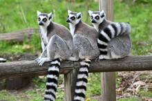 Infant Ring-tailed Lemurs Perched On The Wooden Bench