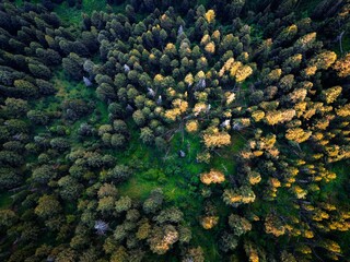 Sticker - Aerial shot of an autumn forest.