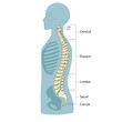 Human spine structure vertebral column diagram schematic raster illustration. Medical science educational illustration