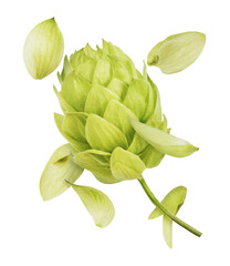 Wall Mural - Fresh green hops plant falling in the air isolated