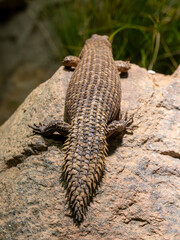 Canvas Print - Dornschwanz-Stachelskink