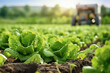 Close Up auf ein Feld mit grünen Salatköpfen. Unscharf im Hintergrund ein Traktor.