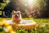 Fototapeta Zwierzęta - Summer vacation in the countryside happy dog swims in an inflatable pool.