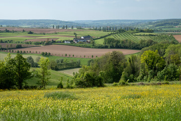 Wall Mural - Hilly landscape with Poplar trees in Wittem-Gulpen in South Limburg, the Netherlands