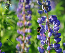 Lupinus Field With Pink Purple And Blue Flowers. A Field Of Lupines. Violet And Pink Lupin In Meadow. Purple And Pink Lupin Bunch