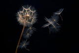 Fototapeta Dmuchawce - dandelion seeds fly from a flower on a dark background. botany and bloom growth propagation