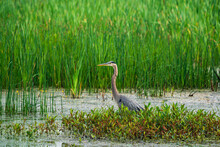 Great Blue Heron In The Marsh