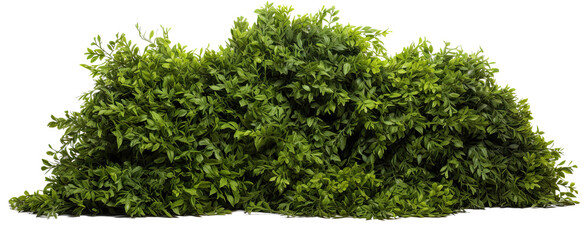 bush on transparent background, png