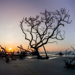 Sticker - sunrise with sun low over the horizon on a beach with dead trees and driftwood