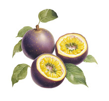 Botanical Illustration, Passionfruit Fruit Whole And Half In Retro Illustration Style, PNG. Generative AI	