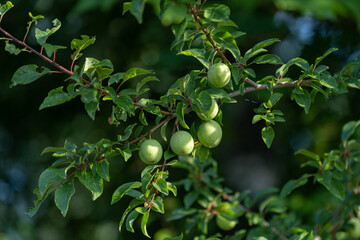 Sticker - Green fruits of yellow plum.