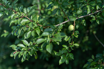 Wall Mural - Green fruits of yellow plum.