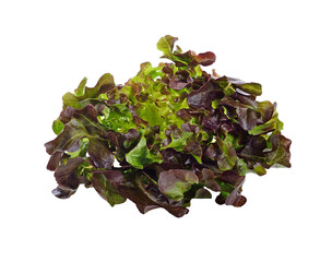 Sticker - Oak Leaf lettuce transparent png