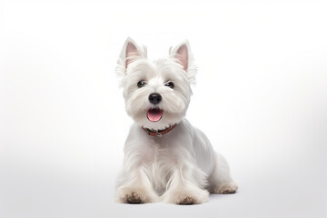 west highland white terrier