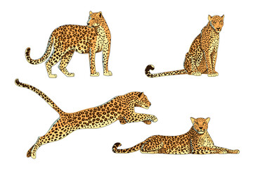 Set of different poses of a leopard, jaguar or cheetah. The predator lies, sits. jumps and stands. African animals in cartoon style. Vector illustration isolated on white background.