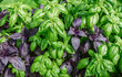 Close-up of purple and green basil growing in a greenhouse, top view. The concept of organic farming.