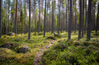 © Joose - small path going through beautiful green pine tree forest