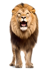 Wall Mural - Lion, isolated on transparent background. Generative AI	