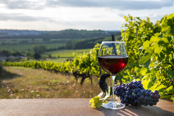 Verre de vin rouge et grappe de raisin noir, viticulture en France.