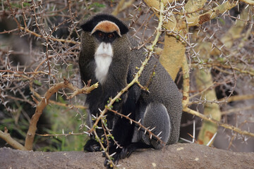 Wall Mural - De Brazza's monkey