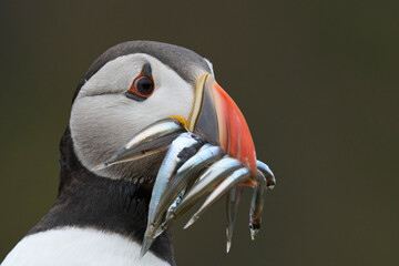 puffin (fratercula arctica) carrying small fish in its beak to feed its chick on skomer island off t