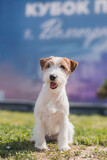 Fototapeta Zwierzęta - jack russell terrier sitting on the grass