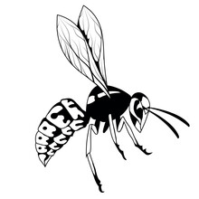 Wasp. Vector Illustration Of A Sketch Hornet Or Bee. Dangerous Striped Insect