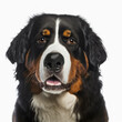 Shot with cute bernese mountain dog portrait with the curiosity and innocent look as concept of happy domestic pet in ravishing hyper realistic detail isolated on white background by Generative AI.