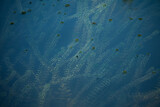 Hydrilla or waterthyme stems submerged in clear, dark water