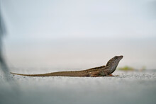 Macro Closeup Of Blown Alone Lizard Warming On Summer Sun. Anolis Sagrei Small Reptile In Native To Florida USA