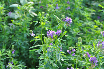 Wall Mural - The field is blooming alfalfa