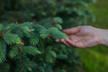tender pine sprigs: a hand gently touches delicate evergreen sprigs, capturing the soft texture and 