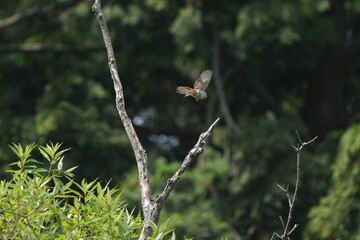 Sticker - eurasian tree sparrow in a forest