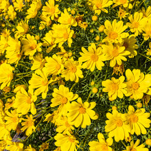 Close-up Of Bright Yellow Flowers In Full Bloom