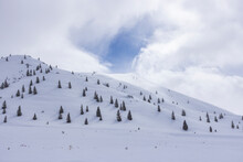 USA, Idaho, Hailey, Fir Trees Growing On Ski Slope