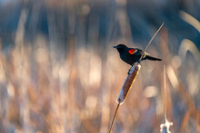 USA, Idaho, Bellevue, Red Winged Blackbird Perching On Cattail