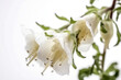 A closeup of a white campanula, also known as bellflowers, isolated on a white background. Good for garden design or landscaping.