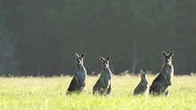 Beautiful Kangaroo In The Australian Bush, In The Blue Mountains, Nsw. Australian Wildlife In A National Park In Australia. 