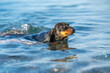Portrait confused dachshund dog in sea, his ears folded looks frightened, drowning afraid of water. Summer vacation with pets, active water training, swimming. Beaches for pets. Water safety for kids