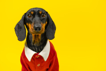 portrait puzzled dog in red uniform looking upset. student of private elite school, gifted child, ge