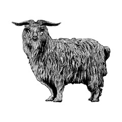 Cashmere Goat hand drawing vector isolated on background.