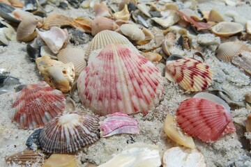 Beautiful colorful seashells on the beach in Atlantic coast of North Florida