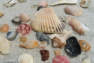 Wall Mural - Colorful seashells on the beach in Atlantic coast of North Florida